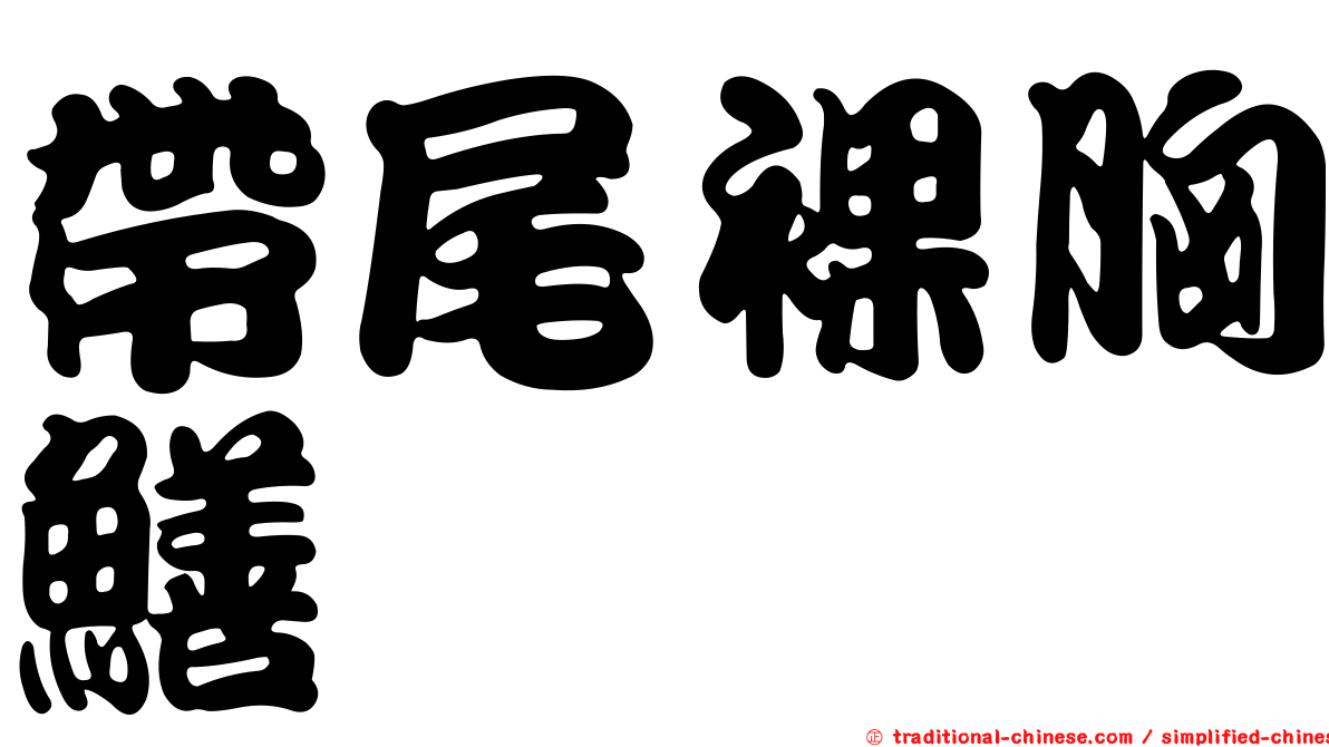 帶尾裸胸鱔