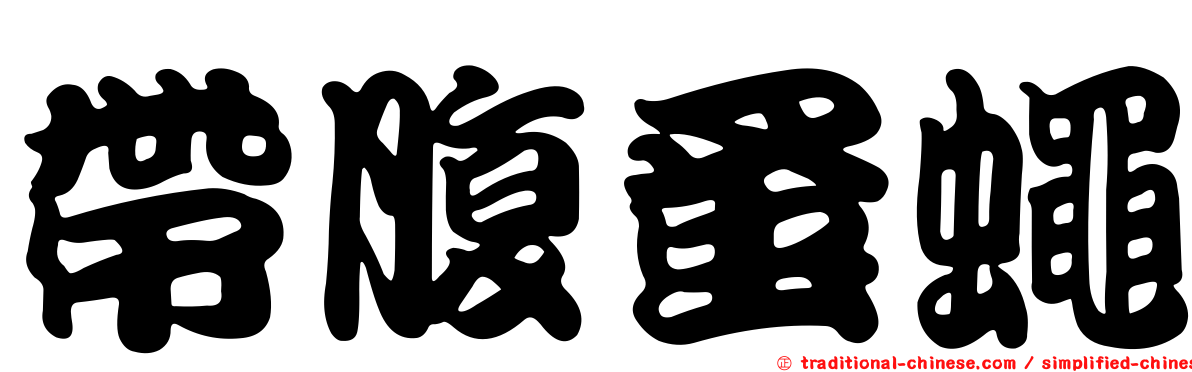 帶腹蚤蠅