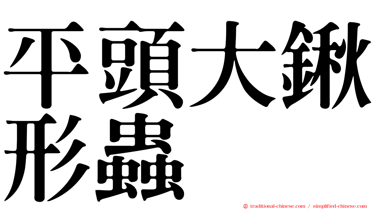 平頭大鍬形蟲