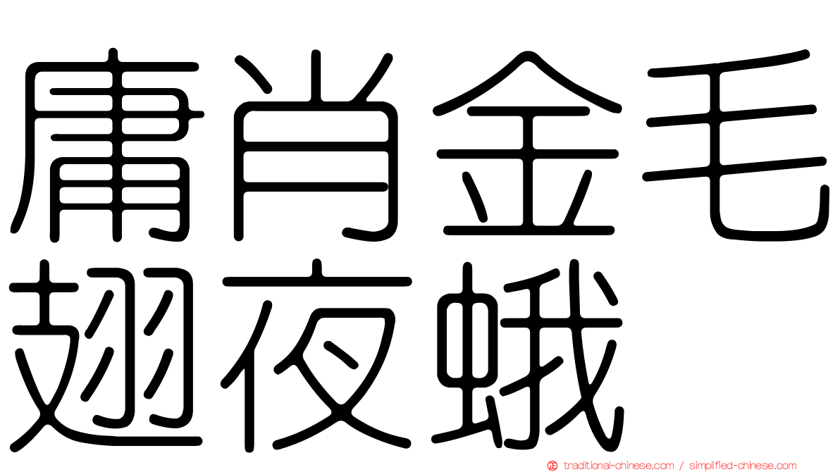 庸肖金毛翅夜蛾