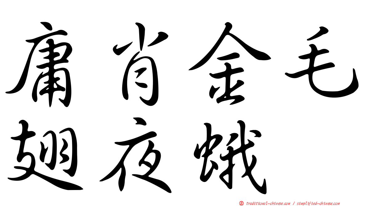 庸肖金毛翅夜蛾