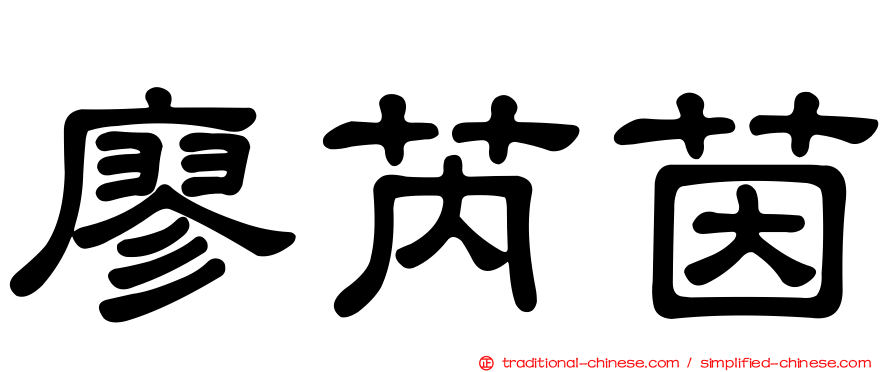 廖芮茵