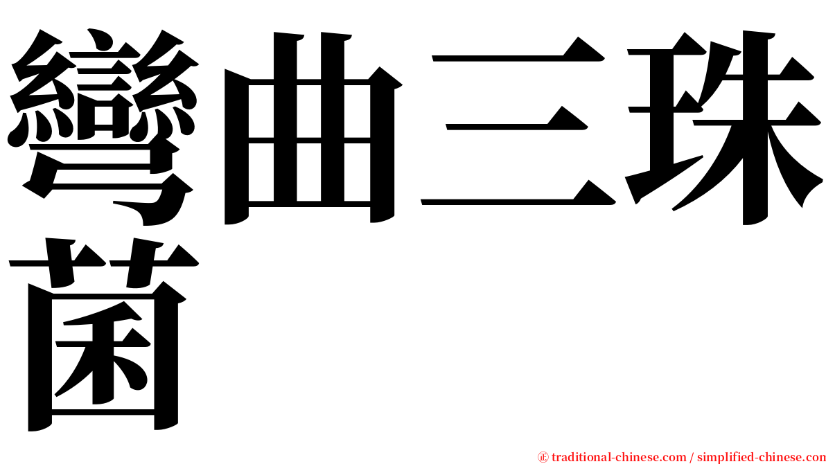 彎曲三珠菌 serif font