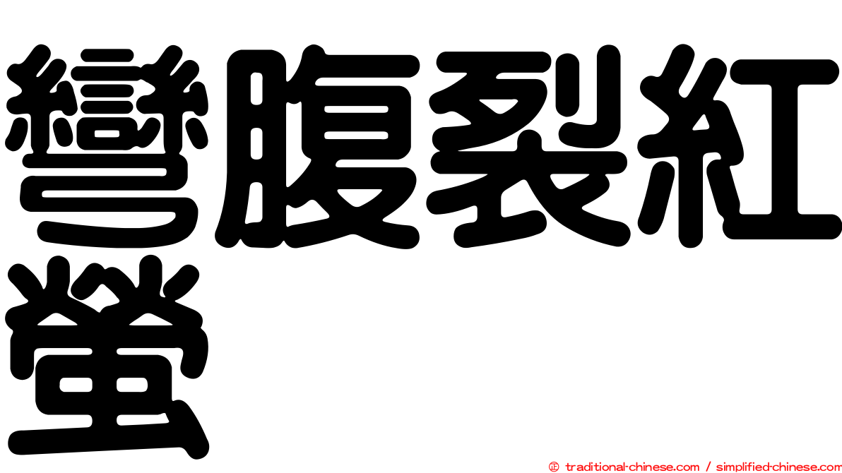 彎腹裂紅螢