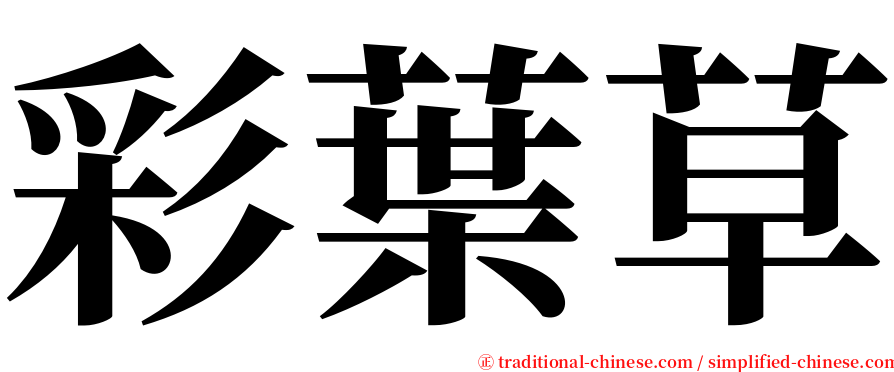 彩葉草 serif font
