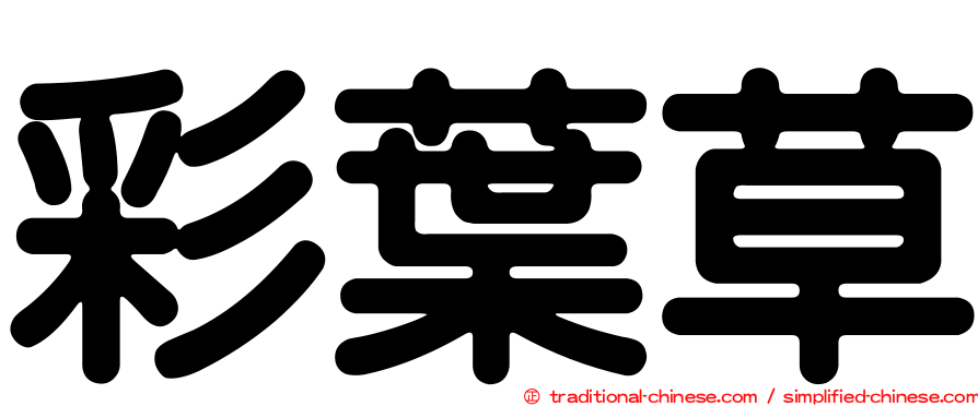 彩葉草