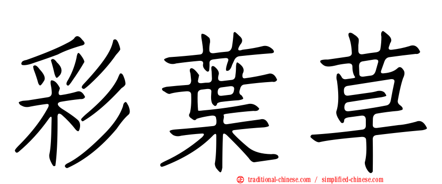 彩葉草