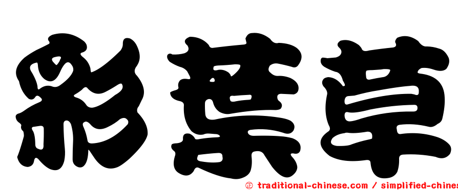 彩葉草
