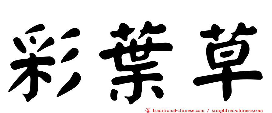 彩葉草
