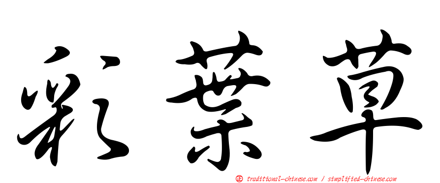 彩葉草
