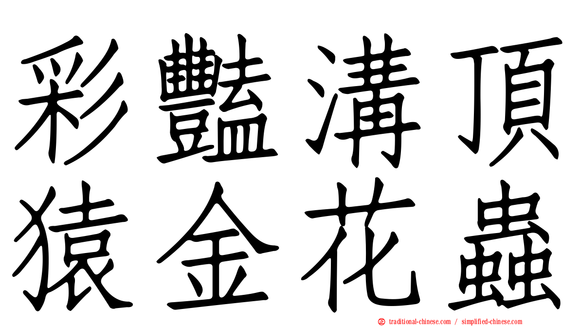 彩豔溝頂猿金花蟲