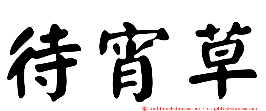 待宵草