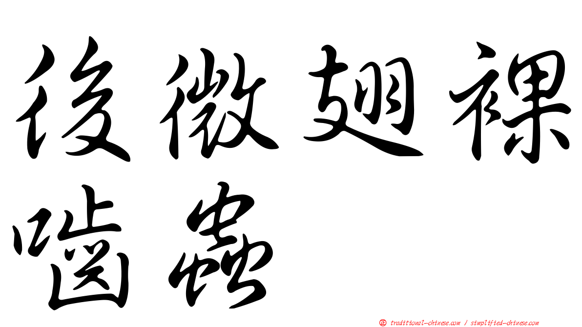 後微翅裸嚙蟲