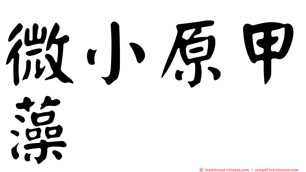 微小原甲藻