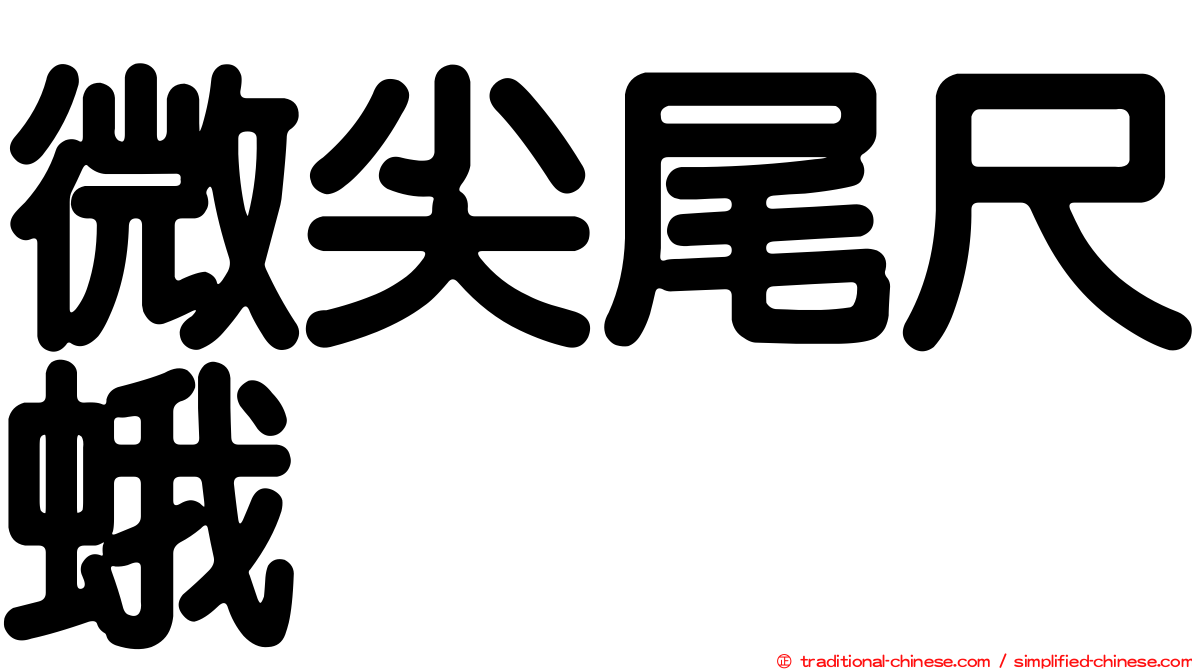 微尖尾尺蛾