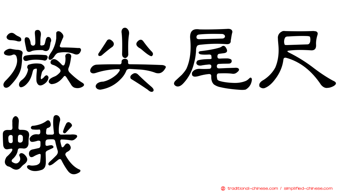微尖尾尺蛾