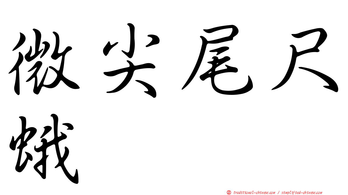 微尖尾尺蛾