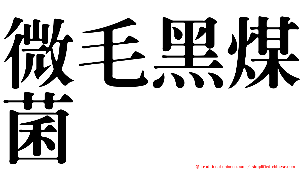 微毛黑煤菌
