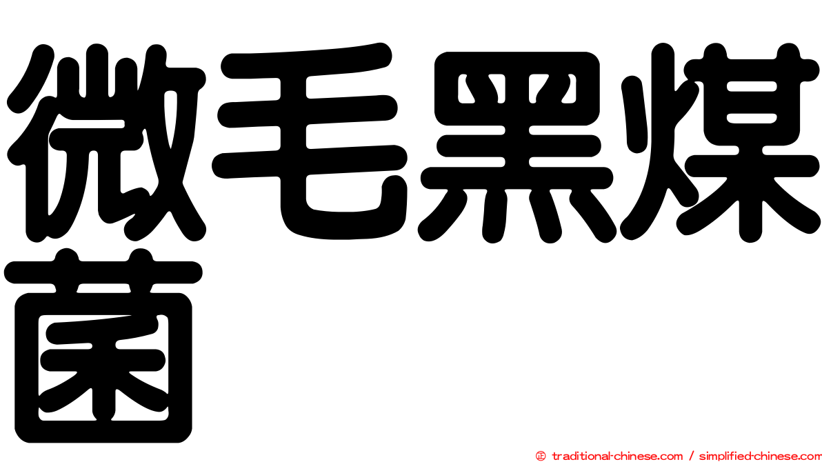 微毛黑煤菌