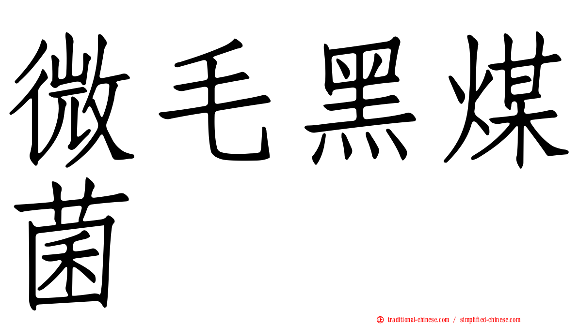微毛黑煤菌