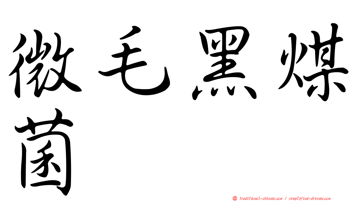 微毛黑煤菌
