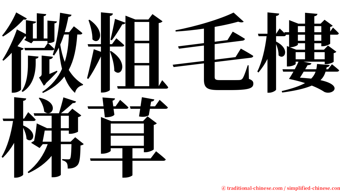 微粗毛樓梯草 serif font