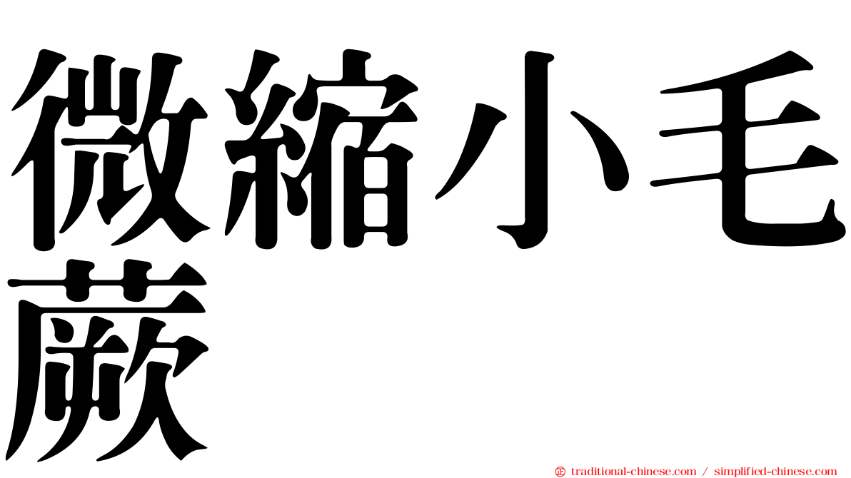 微縮小毛蕨