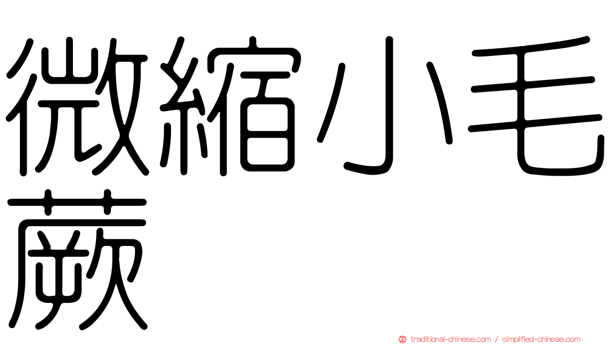 微縮小毛蕨