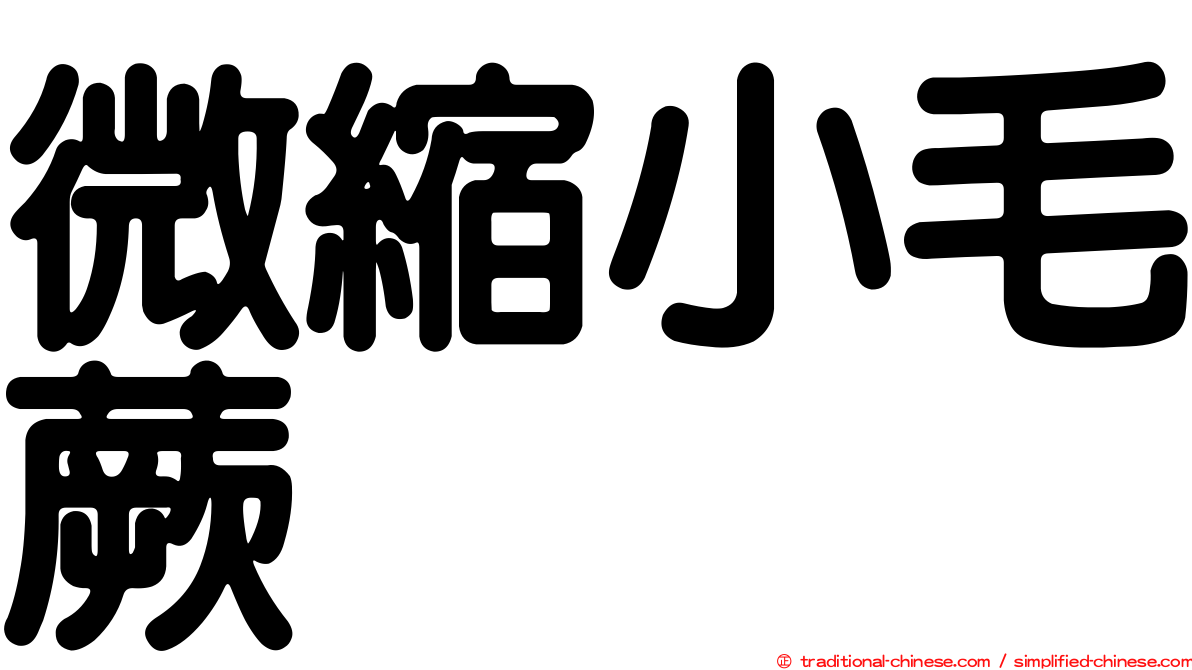 微縮小毛蕨