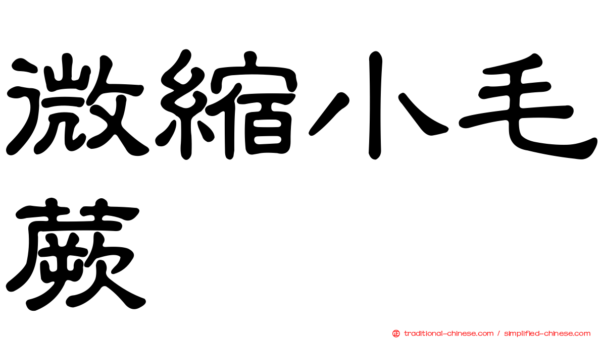 微縮小毛蕨