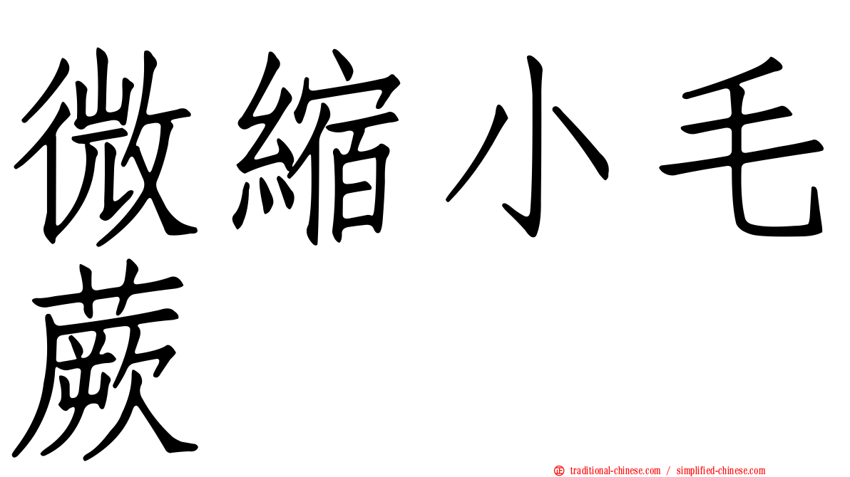 微縮小毛蕨