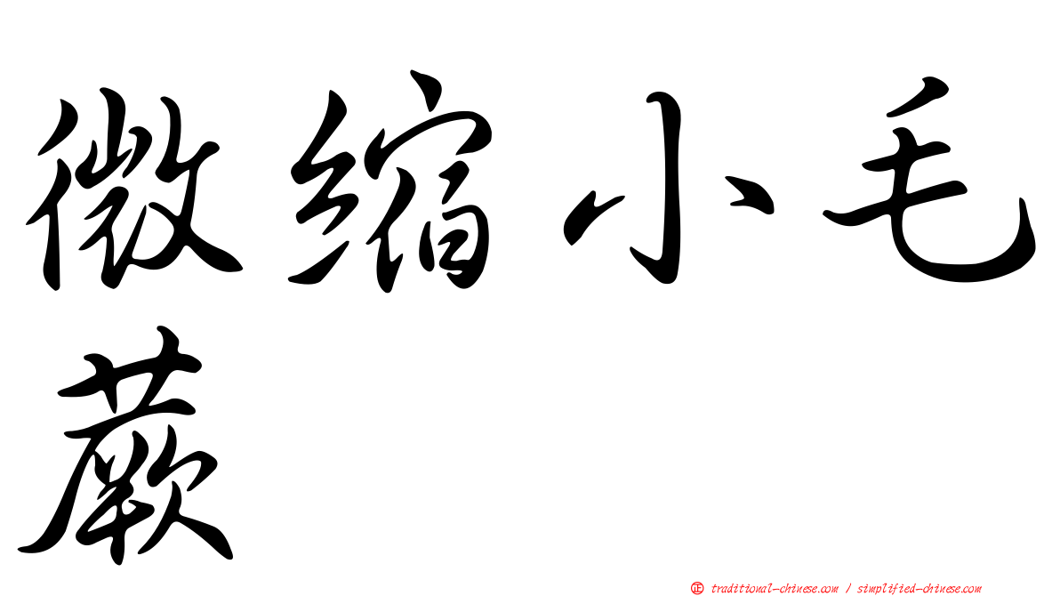 微縮小毛蕨
