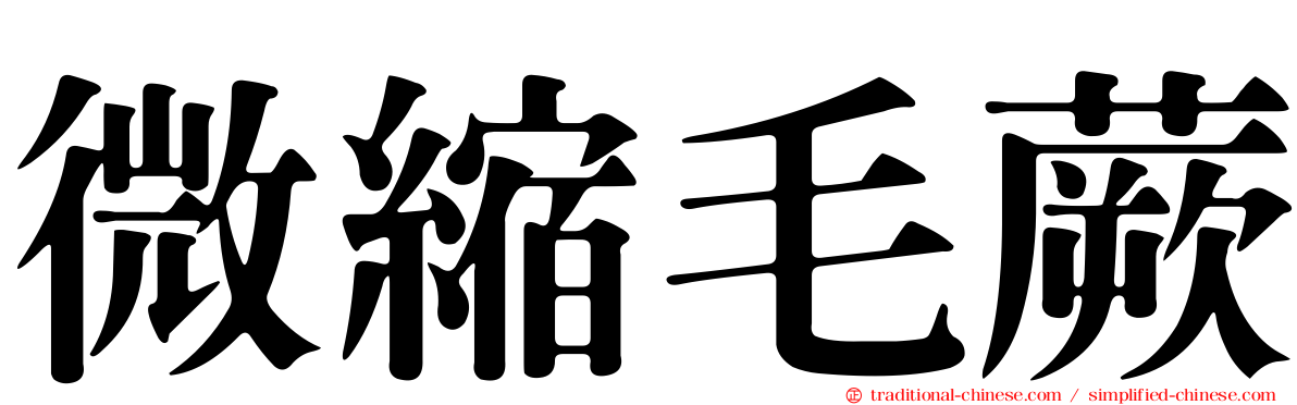 微縮毛蕨
