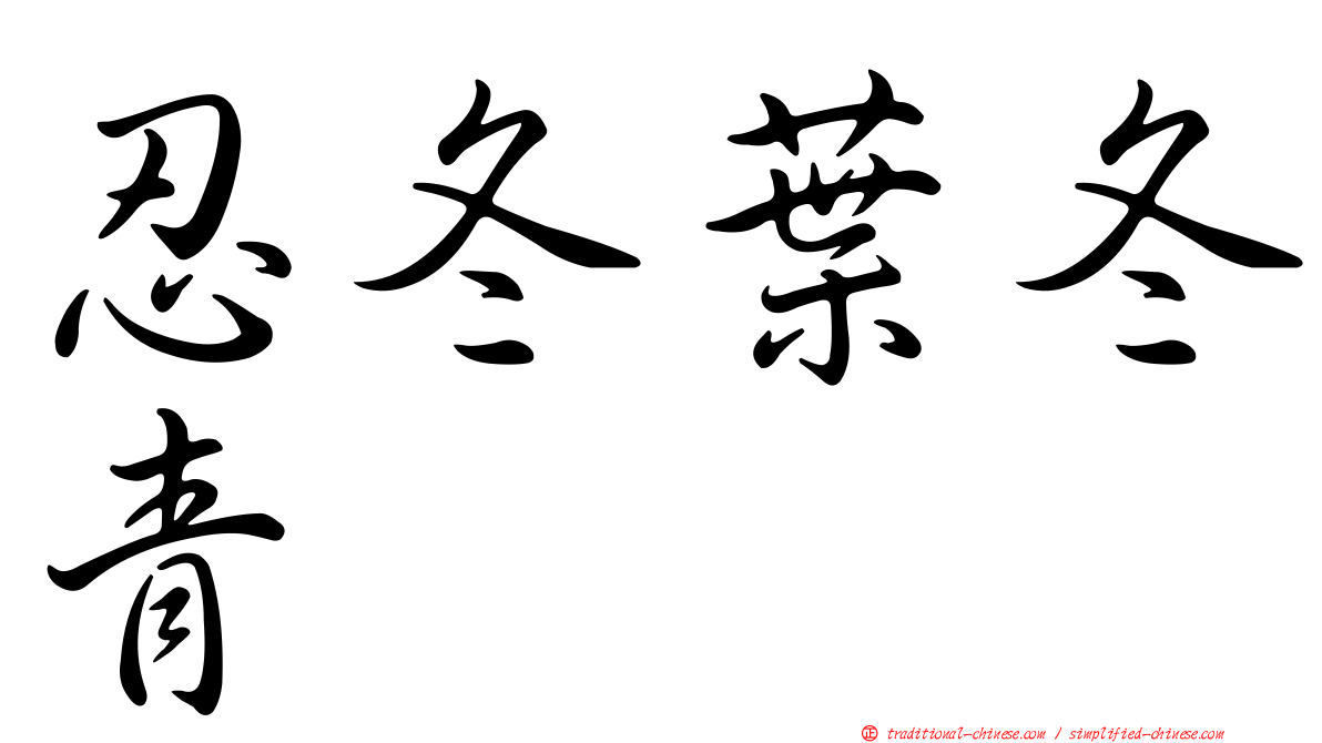 忍冬葉冬青