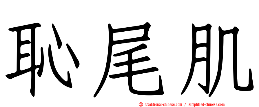 恥尾肌