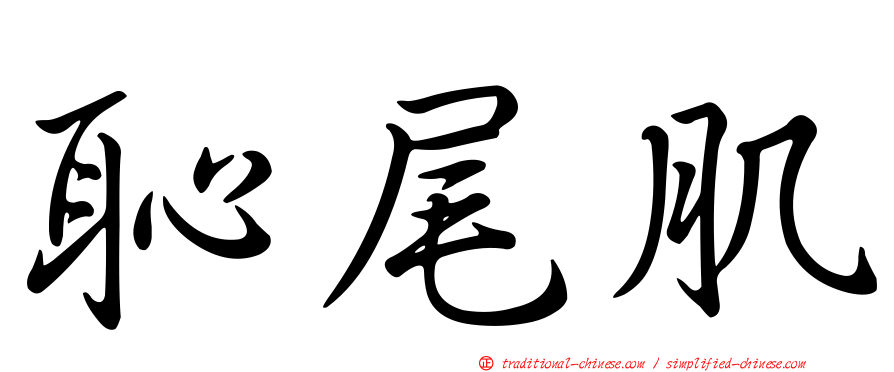 恥尾肌