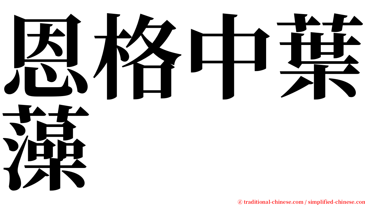 恩格中葉藻 serif font