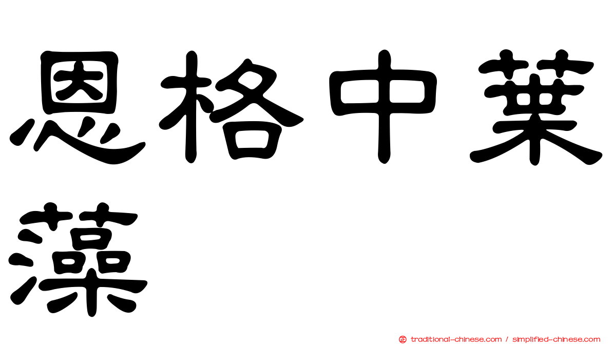 恩格中葉藻