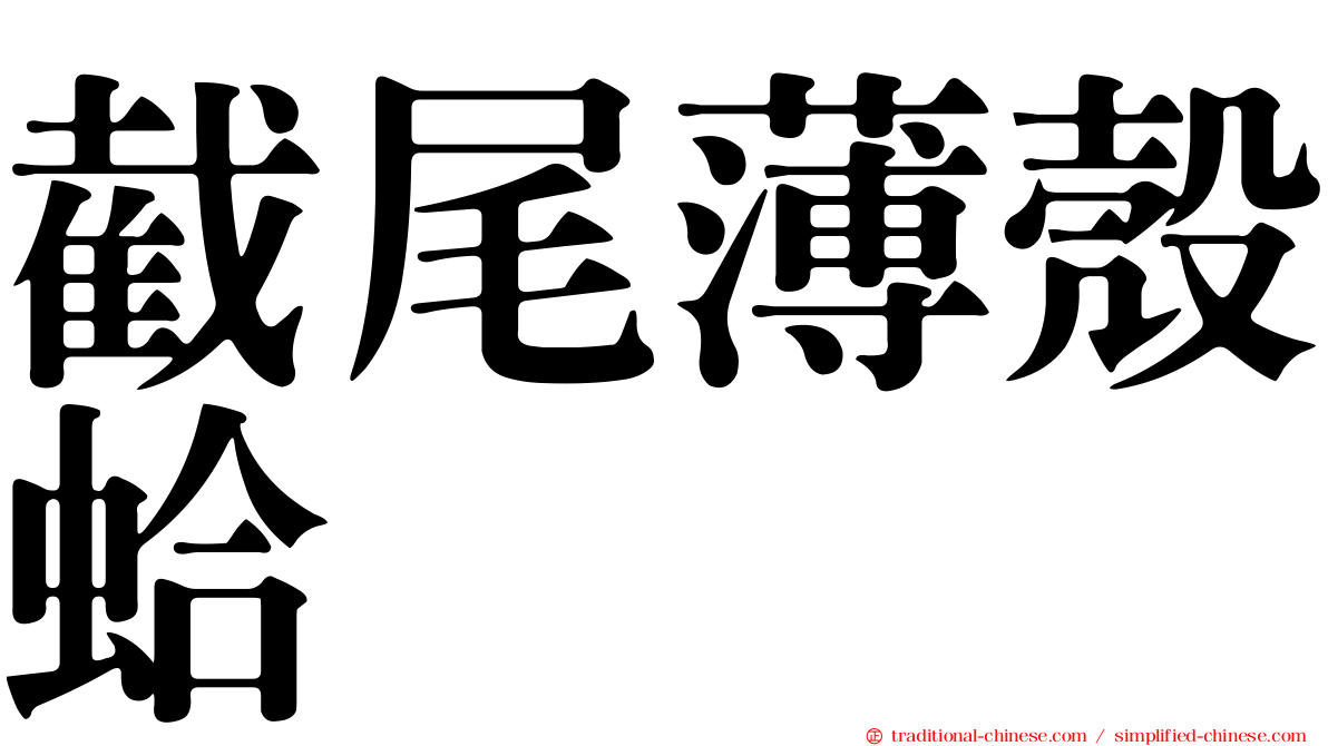 截尾薄殼蛤