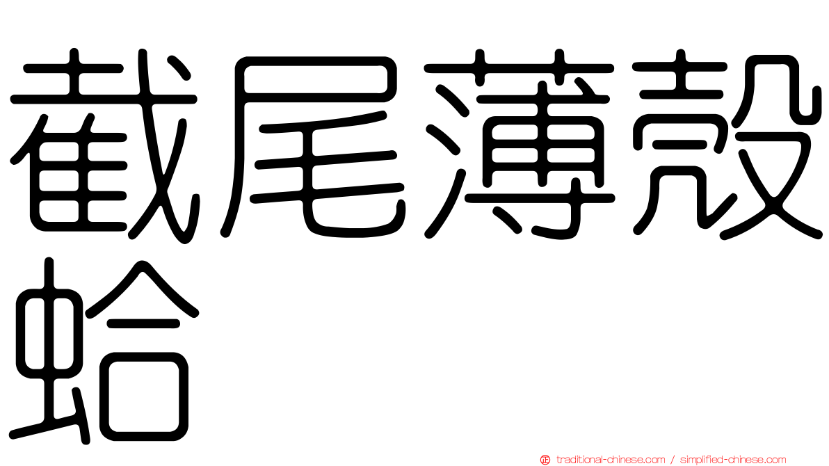 截尾薄殼蛤