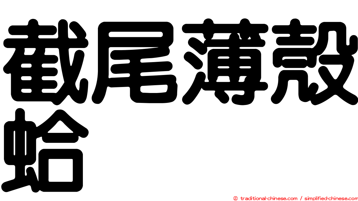 截尾薄殼蛤