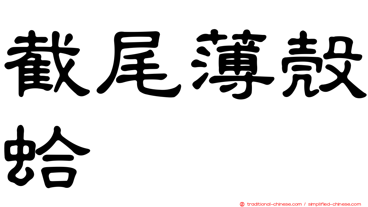 截尾薄殼蛤