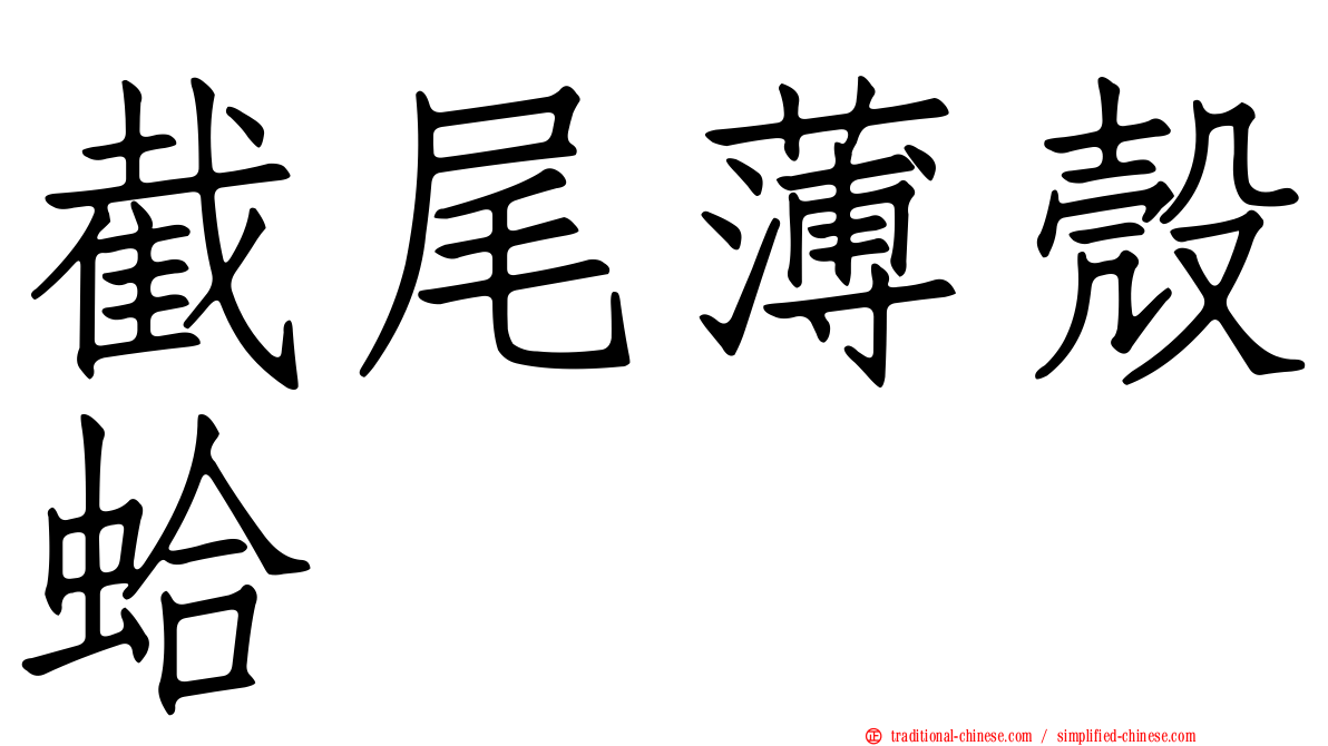 截尾薄殼蛤