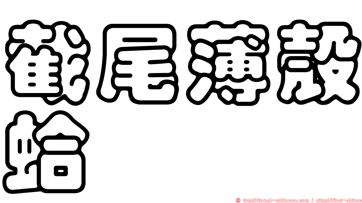 截尾薄殼蛤