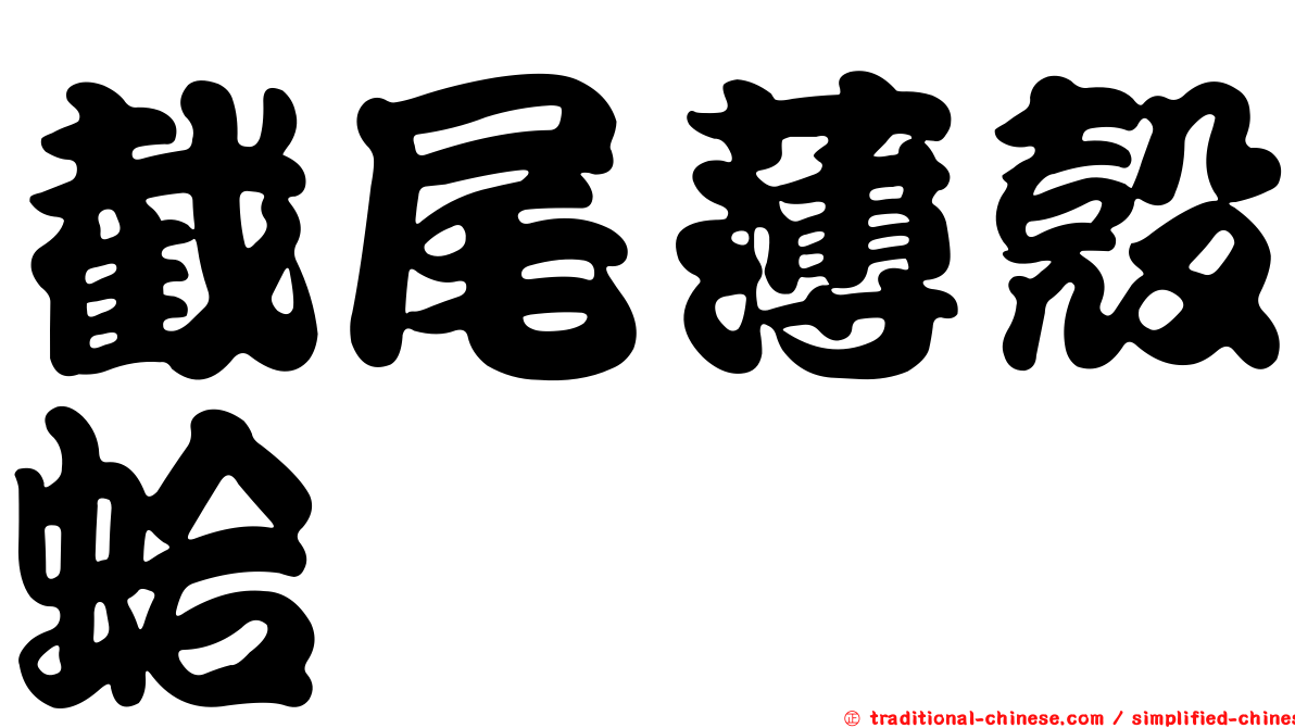 截尾薄殼蛤