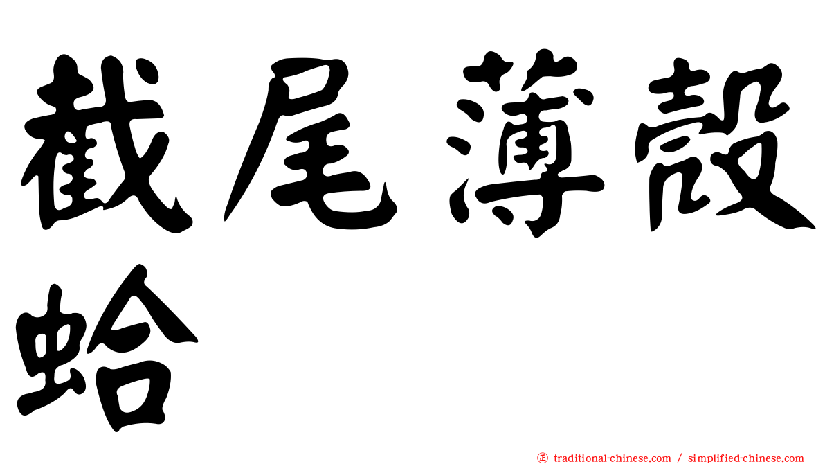 截尾薄殼蛤