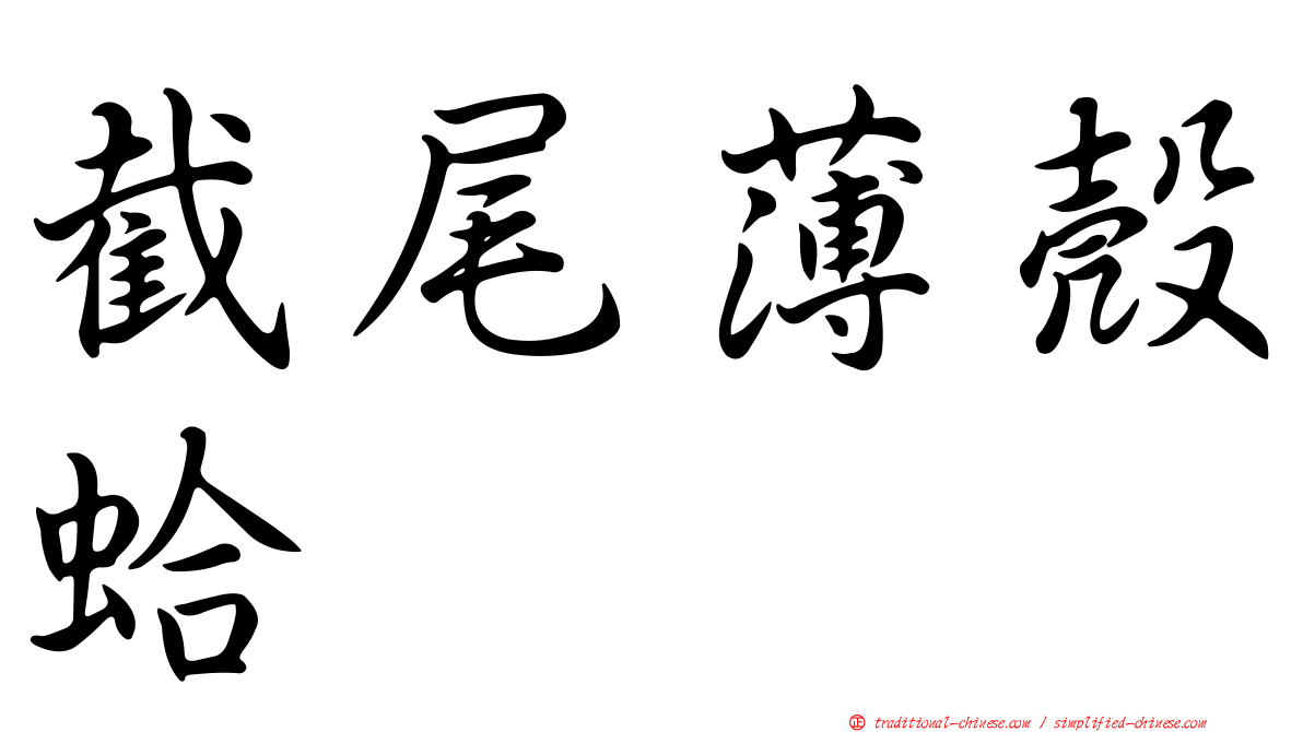 截尾薄殼蛤