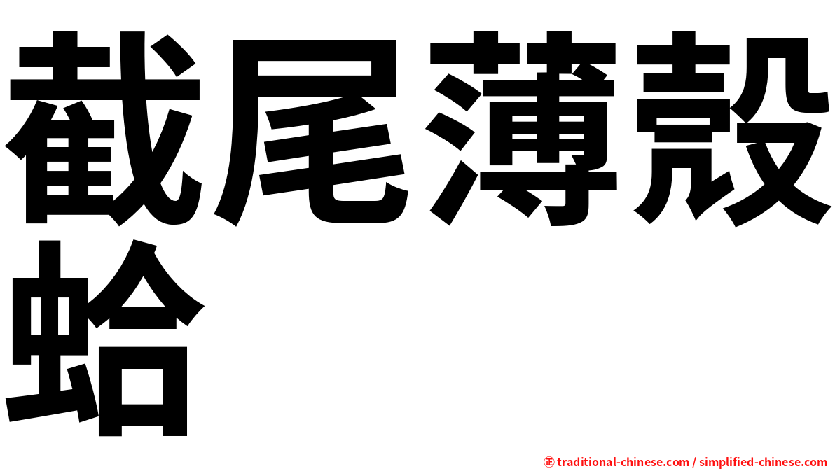 截尾薄殼蛤