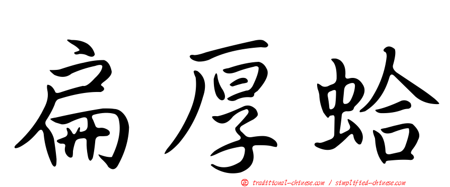 扁厚蛤