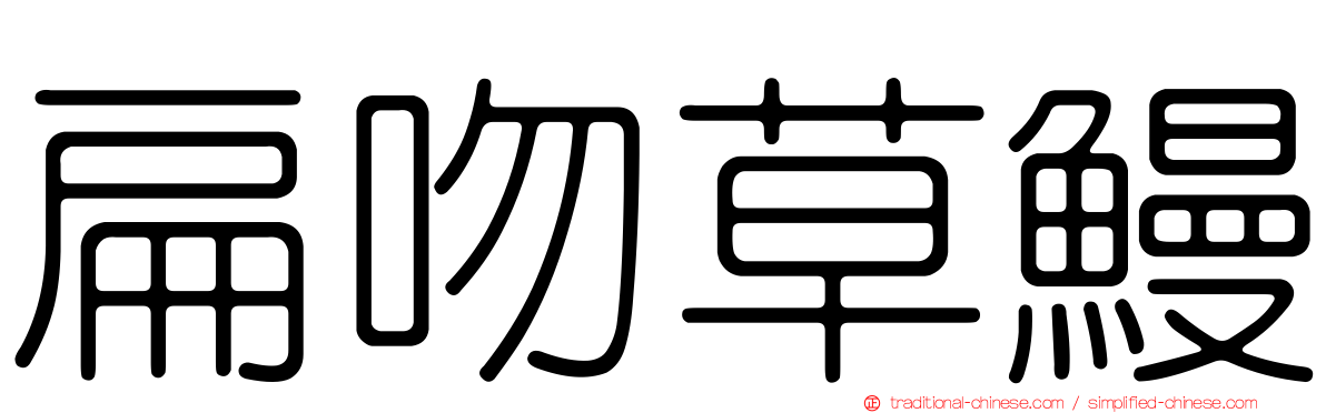 扁吻草鰻